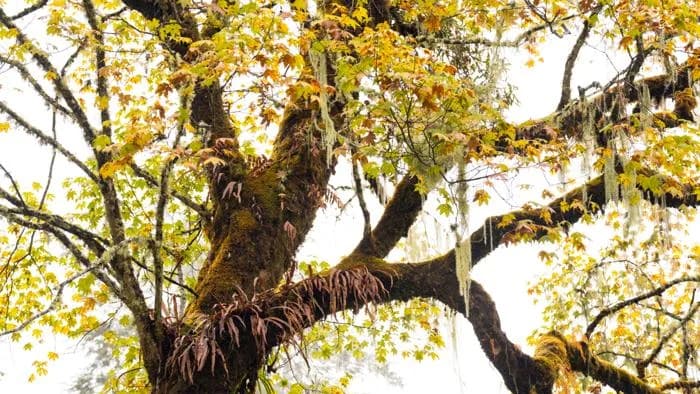Jigme Singye Wangchuck National Park