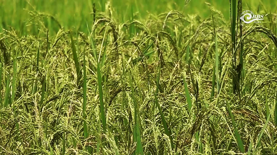 Researchers explore ways to combine local rice quality with higher yields