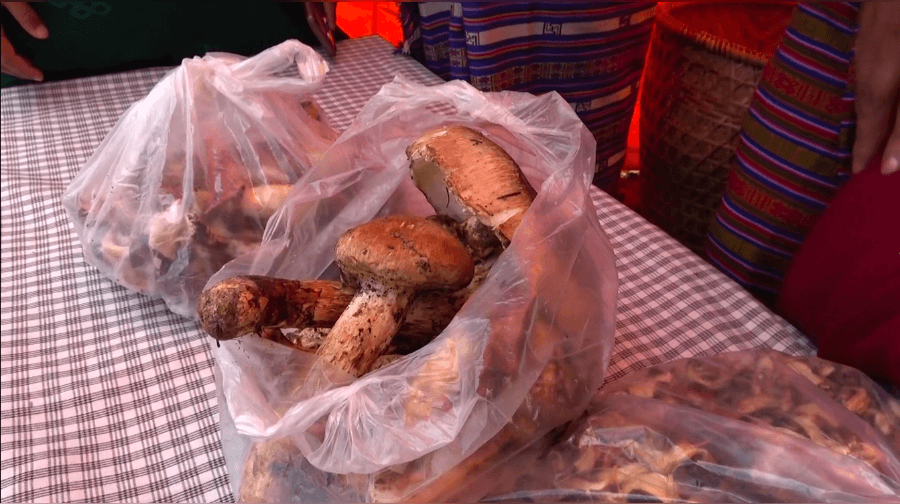 As matsutake production declines, Ura looks to protect its forests
