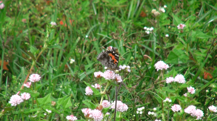 Butterfly meet documents 103 species in Trashi Yangtse