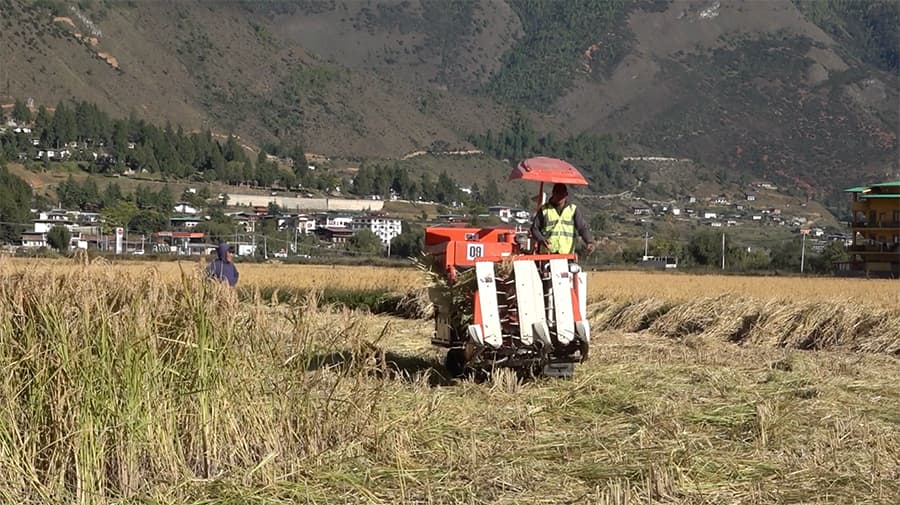Shortage of combine harvesters challenges paddy harvesting in Paro