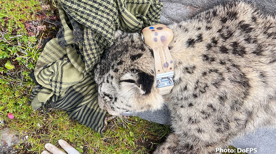 Bhutan collars another snow leopard for conservation research
