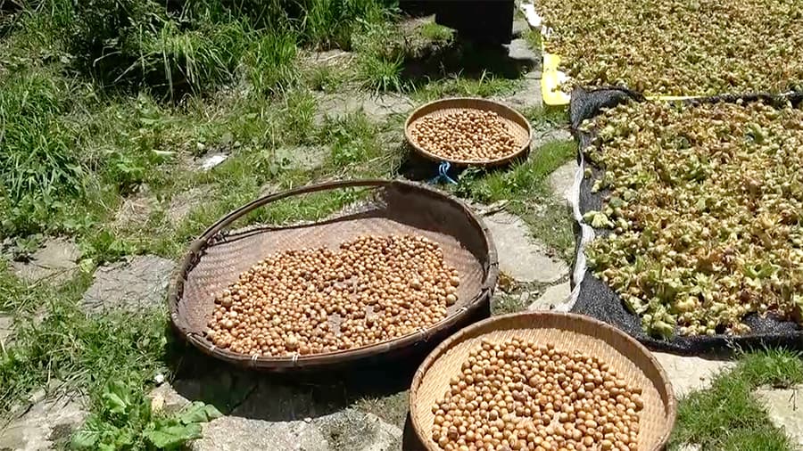 A decade later, hazelnut production begins picking up in Bumthang