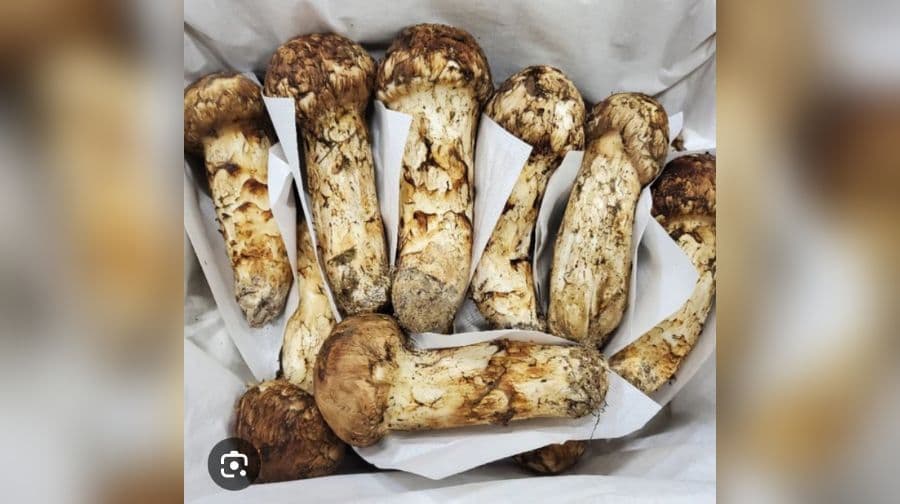Rising matsutake prices boost incomes in Genye