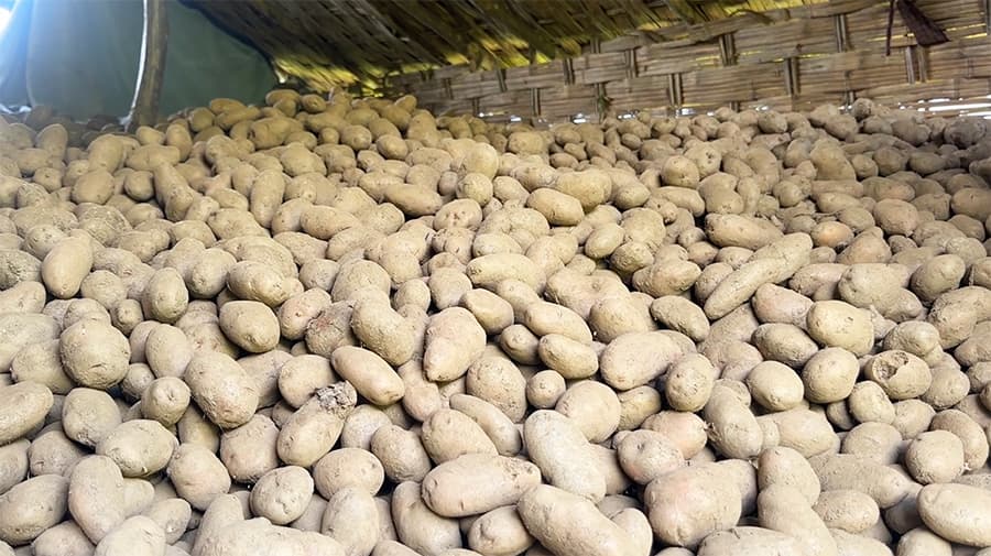 Three months on, Lhuentse farmers still wait for potato buyers